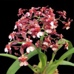 Oncidium Jairak Fragrant #284 Oncidium Jairak Fragrant #284